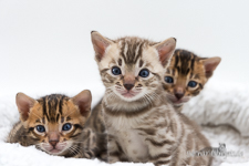 Bengalkatzen Berlin
